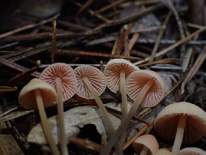  (Mycena monticola - HAY-F-003422)  @11 [ ] by-nc (2023) Sadie Hickey Fungal Diversity Survey