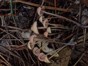  ( - HAY-F-003422)  @11 [ ] by-nc (2023) Sadie Hickey Fungal Diversity Survey