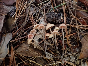  ( - HAY-F-003422)  @11 [ ] by-nc (2023) Sadie Hickey Fungal Diversity Survey