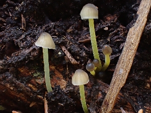  (Mycena sp. CA15 - HAY-F-003424)  @11 [ ] by-nc (2023) Sadie Hickey Fungal Diversity Survey