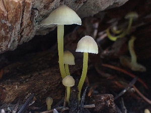 ( - HAY-F-003424)  @11 [ ] by-nc (2023) Sadie Hickey Fungal Diversity Survey