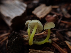  ( - HAY-F-003424)  @11 [ ] by-nc (2023) Sadie Hickey Fungal Diversity Survey