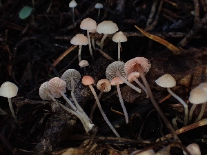  (Atheniella - HAY-F-003426)  @11 [ ] by-nc (2023) Sadie Hickey Fungal Diversity Survey