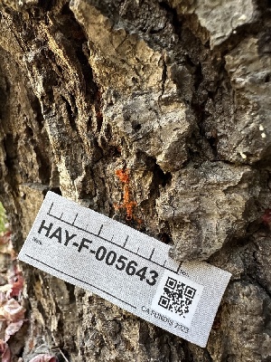  ( - HAY-F-005643)  @11 [ ] c (2023) Rudy Diaz Fungal Diversity Survey