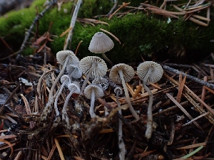  (Mycena sp. AK01 - HAY-F-003428)  @11 [ ] by-nc (2023) Sadie Hickey Fungal Diversity Survey
