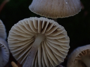 ( - HAY-F-003428)  @11 [ ] by-nc (2023) Sadie Hickey Fungal Diversity Survey