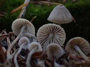  ( - HAY-F-003428)  @11 [ ] by-nc (2023) Sadie Hickey Fungal Diversity Survey
