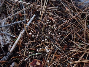  (Marasmiellus filopes - HAY-F-003429)  @11 [ ] by-nc (2023) Sadie Hickey Fungal Diversity Survey