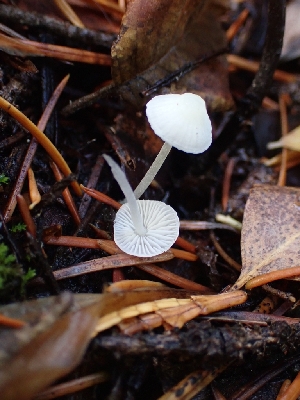  ( - HAY-F-003431)  @11 [ ] by-nc (2023) Sadie Hickey Fungal Diversity Survey