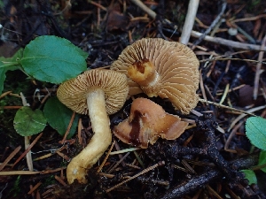  (Hygronarius - HAY-F-003432)  @11 [ ] by-nc (2023) Sadie Hickey Fungal Diversity Survey