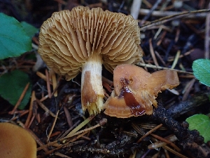  ( - HAY-F-003432)  @11 [ ] by-nc (2023) Sadie Hickey Fungal Diversity Survey