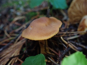  ( - HAY-F-003432)  @11 [ ] by-nc (2023) Sadie Hickey Fungal Diversity Survey