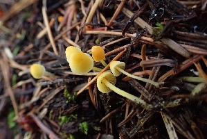  ( - HAY-F-003435)  @11 [ ] by-nc (2023) Sadie Hickey Fungal Diversity Survey