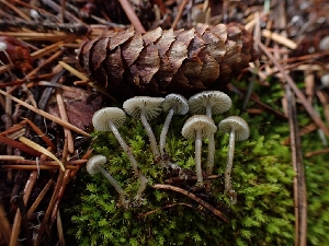  (Mycena sp. vulgaris-CA01 - HAY-F-003436)  @11 [ ] by-nc (2023) Sadie Hickey Fungal Diversity Survey