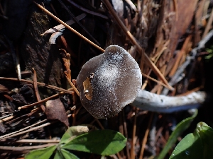  ( - HAY-F-003439)  @11 [ ] by-nc (2023) Sadie Hickey Fungal Diversity Survey