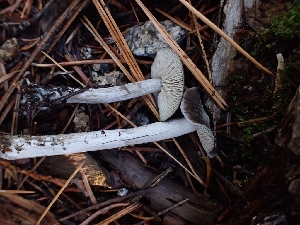  ( - HAY-F-003439)  @11 [ ] by-nc (2023) Sadie Hickey Fungal Diversity Survey