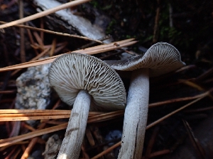  ( - HAY-F-003439)  @11 [ ] by-nc (2023) Sadie Hickey Fungal Diversity Survey
