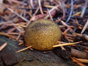  ( - HAY-F-003441)  @11 [ ] by-nc (2023) Sadie Hickey Fungal Diversity Survey
