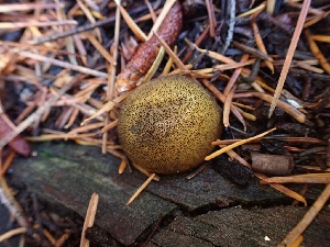  ( - HAY-F-003441)  @11 [ ] by-nc (2023) Sadie Hickey Fungal Diversity Survey