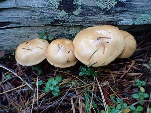  (Cortinarius citrinifolius - HAY-F-003444)  @11 [ ] by-nc (2023) Sadie Hickey Fungal Diversity Survey