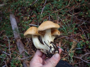  ( - HAY-F-003444)  @11 [ ] by-nc (2023) Sadie Hickey Fungal Diversity Survey