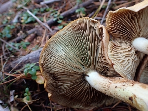  ( - HAY-F-003444)  @11 [ ] by-nc (2023) Sadie Hickey Fungal Diversity Survey