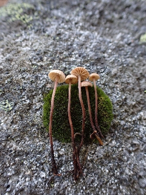  ( - HAY-F-003446)  @11 [ ] by-nc (2023) Sadie Hickey Fungal Diversity Survey