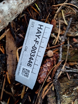  ( - HAY-F-003446)  @11 [ ] by-nc (2023) Sadie Hickey Fungal Diversity Survey