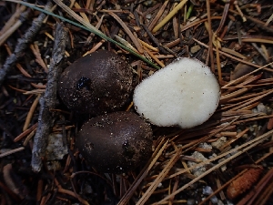  ( - HAY-F-003447)  @11 [ ] by-nc (2023) Sadie Hickey Fungal Diversity Survey