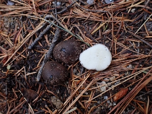  ( - HAY-F-003447)  @11 [ ] by-nc (2023) Sadie Hickey Fungal Diversity Survey