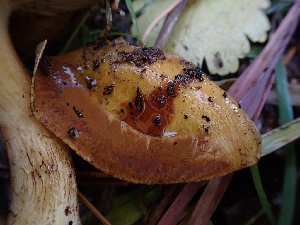  ( - HAY-F-003449)  @11 [ ] by-nc (2023) Sadie Hickey Fungal Diversity Survey