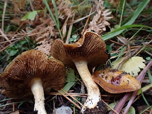  ( - HAY-F-003449)  @11 [ ] by-nc (2023) Sadie Hickey Fungal Diversity Survey