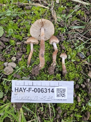  ( - HAY-F-006314)  @11 [ ] by (2023) Mandy Hackney Fungal Diversity Survey