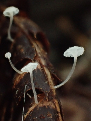  ( - HAY-F-007059)  @11 [ ] by-nc (2023) Dean Lyons Fungal Diversity Survey