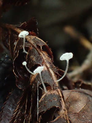 ( - HAY-F-007059)  @11 [ ] by-nc (2023) Dean Lyons Fungal Diversity Survey
