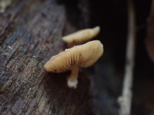  (Simocybe sp. CA01 - HAY-F-007060)  @11 [ ] by-nc (2023) Dean Lyons Fungal Diversity Survey