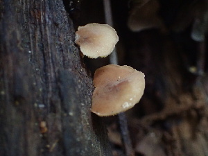  ( - HAY-F-007060)  @11 [ ] by-nc (2023) Dean Lyons Fungal Diversity Survey