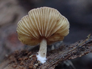  ( - HAY-F-007060)  @11 [ ] by-nc (2023) Dean Lyons Fungal Diversity Survey