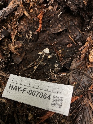  ( - HAY-F-007064)  @11 [ ] by-nc (2023) Dean Lyons Fungal Diversity Survey