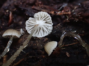  ( - HAY-F-007064)  @11 [ ] by-nc (2023) Dean Lyons Fungal Diversity Survey