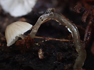  ( - HAY-F-007064)  @11 [ ] by-nc (2023) Dean Lyons Fungal Diversity Survey