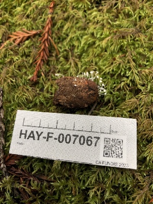  ( - HAY-F-007067)  @11 [ ] by-nc (2023) Dean Lyons Fungal Diversity Survey