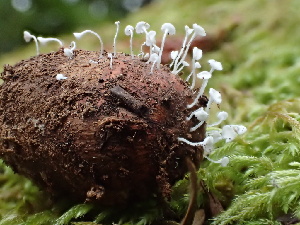  ( - HAY-F-007067)  @11 [ ] by-nc (2023) Dean Lyons Fungal Diversity Survey