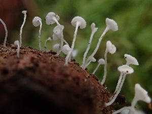  (Dasyscyphella sp. CA02 - HAY-F-007067)  @11 [ ] by-nc (2023) Dean Lyons Fungal Diversity Survey