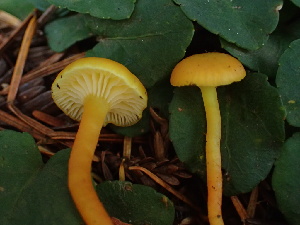  (Hygrocybe sp. constrictospora-PNW08 - HAY-F-007069)  @11 [ ] by-nc (2023) Dean Lyons Fungal Diversity Survey