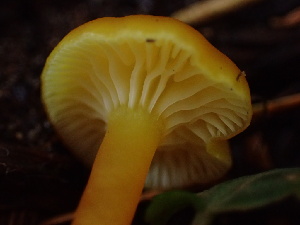  ( - HAY-F-007069)  @11 [ ] by-nc (2023) Dean Lyons Fungal Diversity Survey