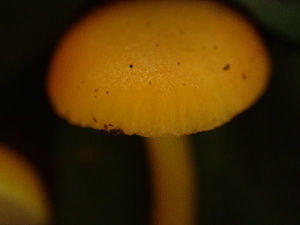  ( - HAY-F-007069)  @11 [ ] by-nc (2023) Dean Lyons Fungal Diversity Survey