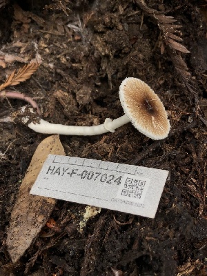 (Leucoagaricus sp. pakistaniensis-PNW01 - HAY-F-007024)  @11 [ ] by-nc (2023) Dean Lyons Fungal Diversity Survey