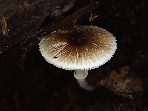  ( - HAY-F-007024)  @11 [ ] by-nc (2023) Dean Lyons Fungal Diversity Survey