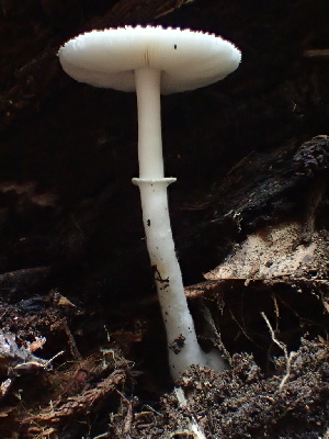  ( - HAY-F-007024)  @11 [ ] by-nc (2023) Dean Lyons Fungal Diversity Survey